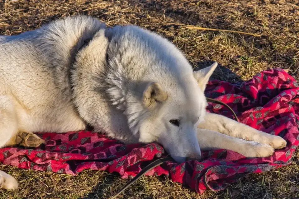 Dog curled on a blanket