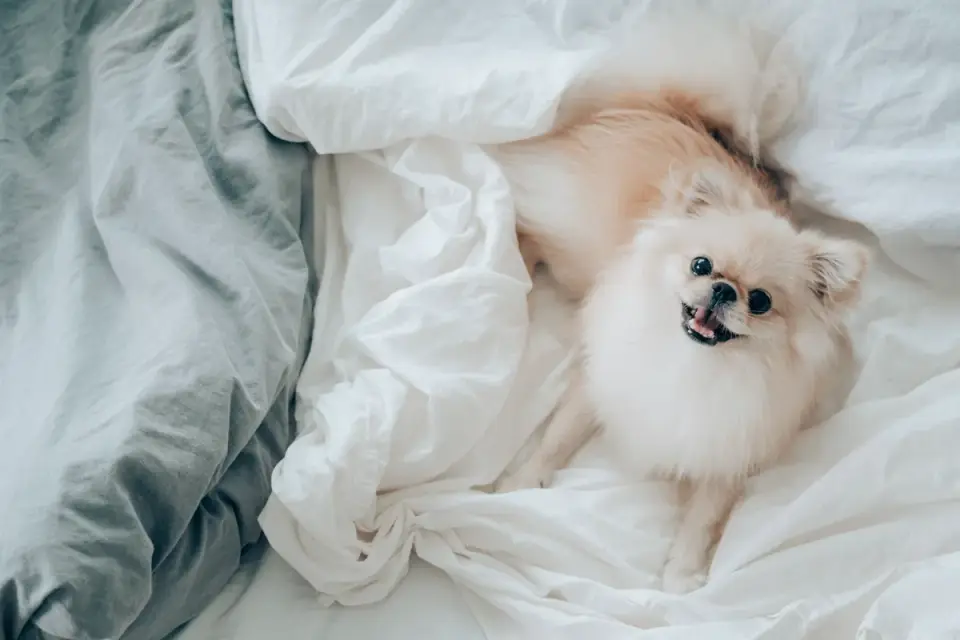 Dog curled on a blanket