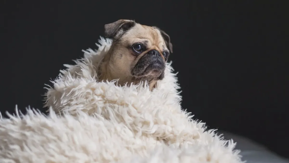 Dog curled on a blanket