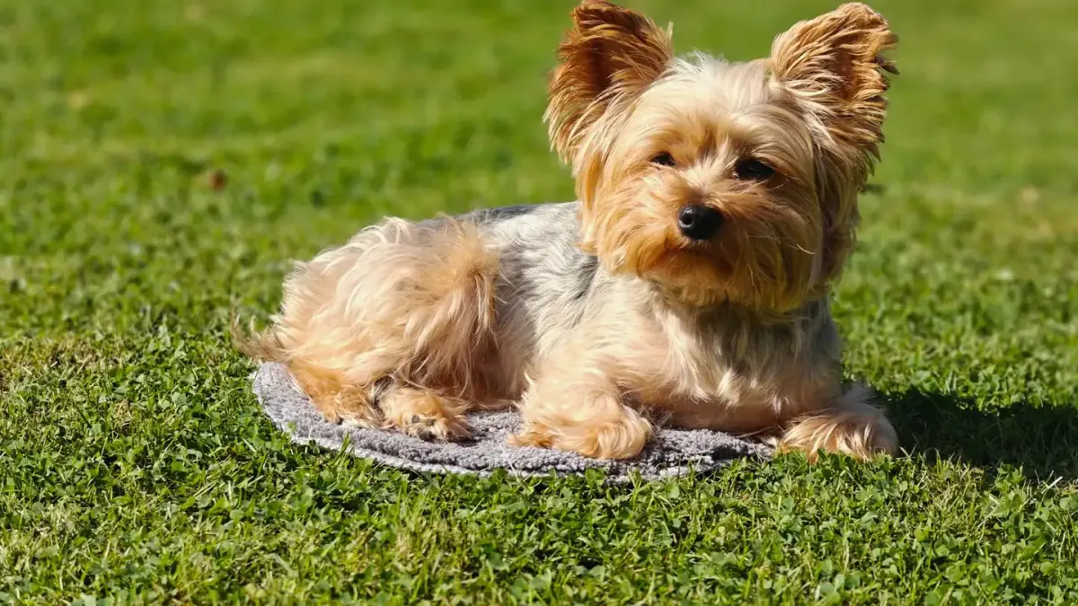 Dog curled on a blanket