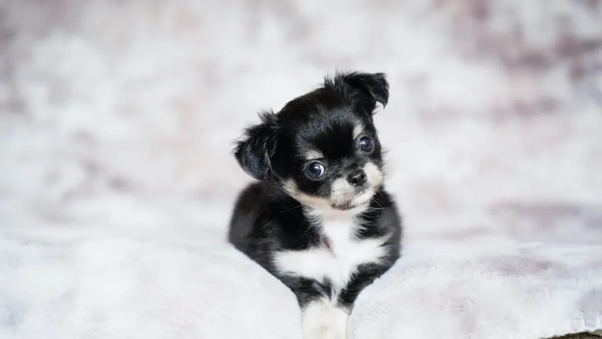 Dog curled on a blanket