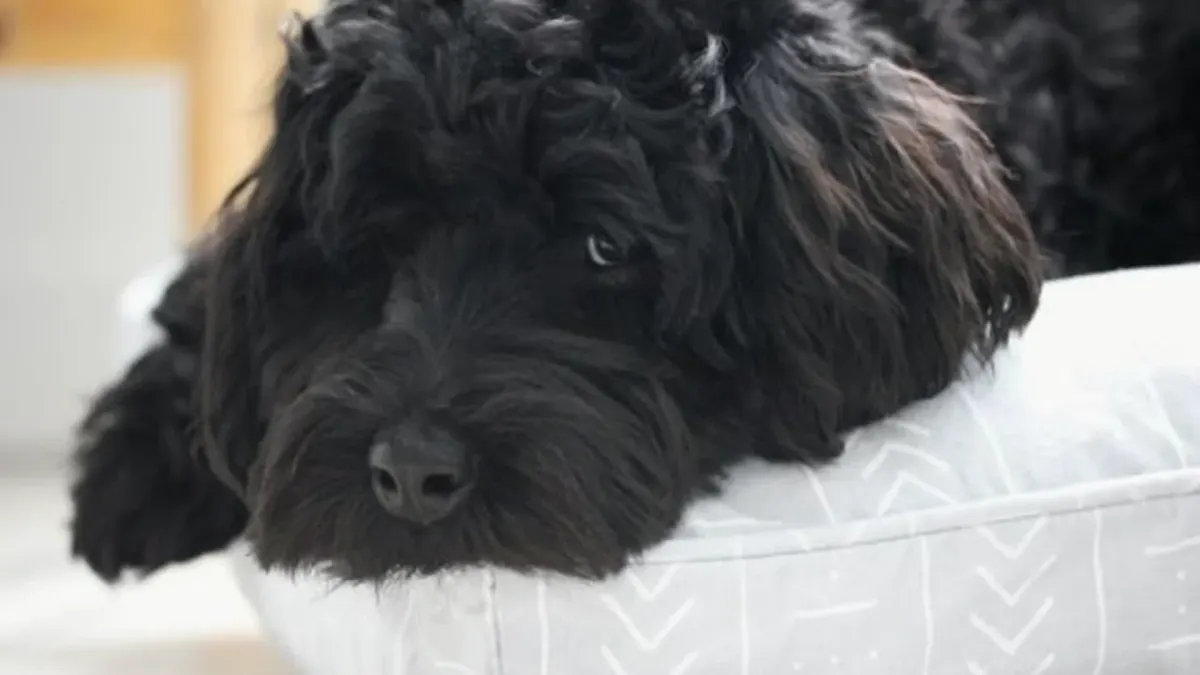 Dog curled on a blanket