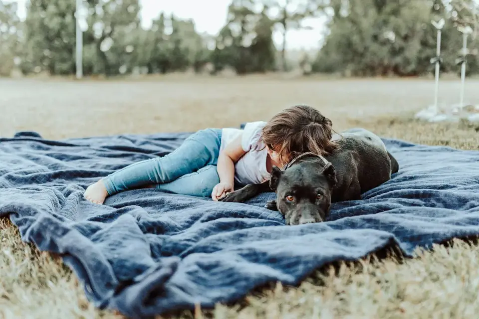 Dog curled on a blanket