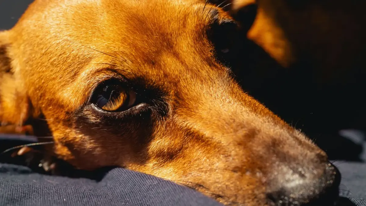 Dog curled on a blanket