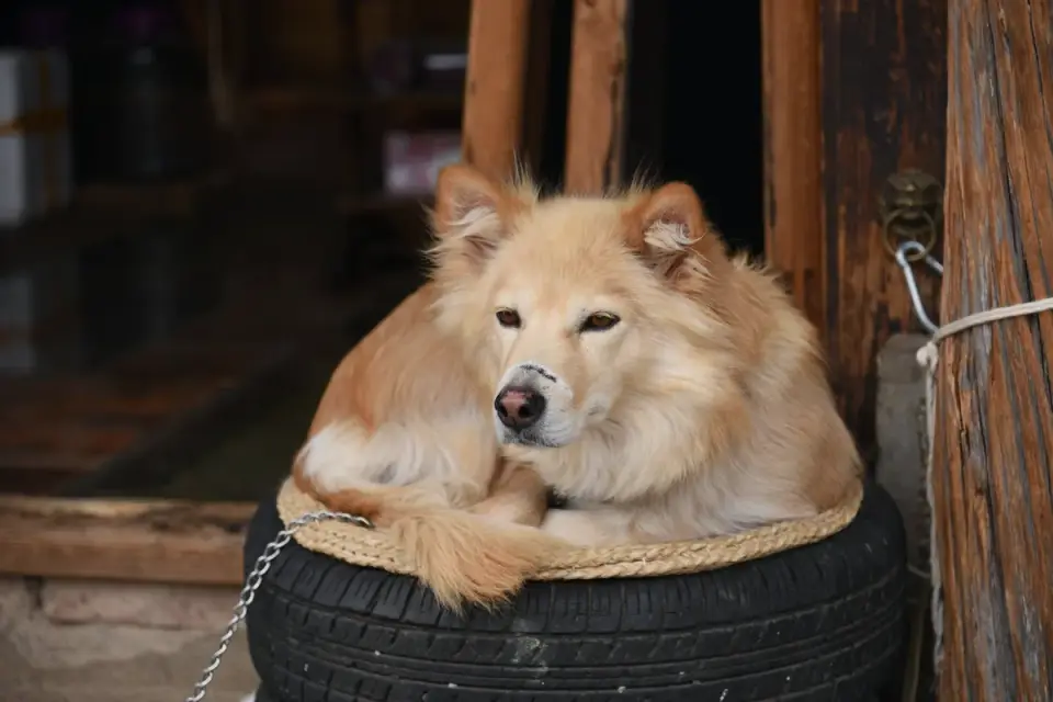 Dog curled on a blanket