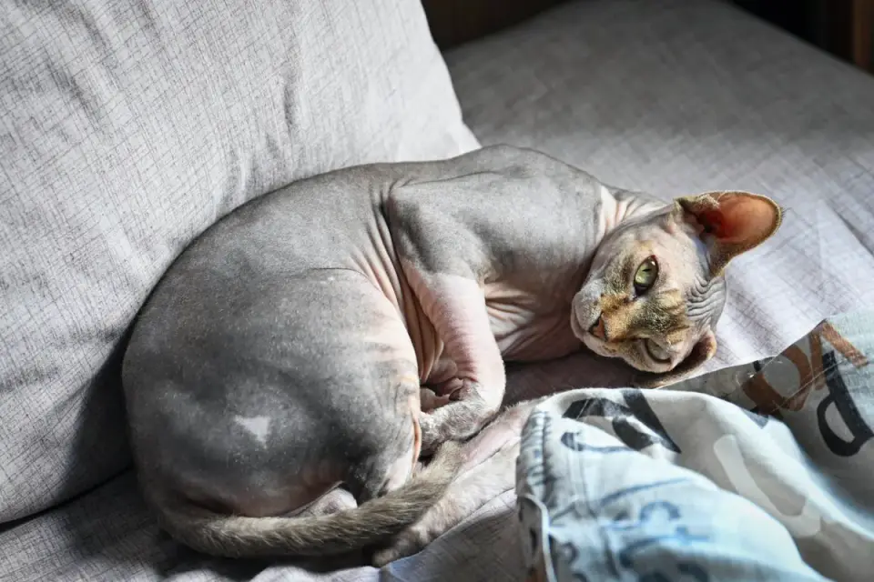 Dog curled on a blanket
