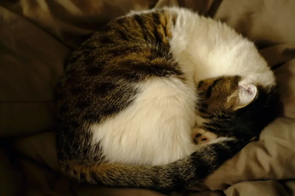 Dog curled on a blanket