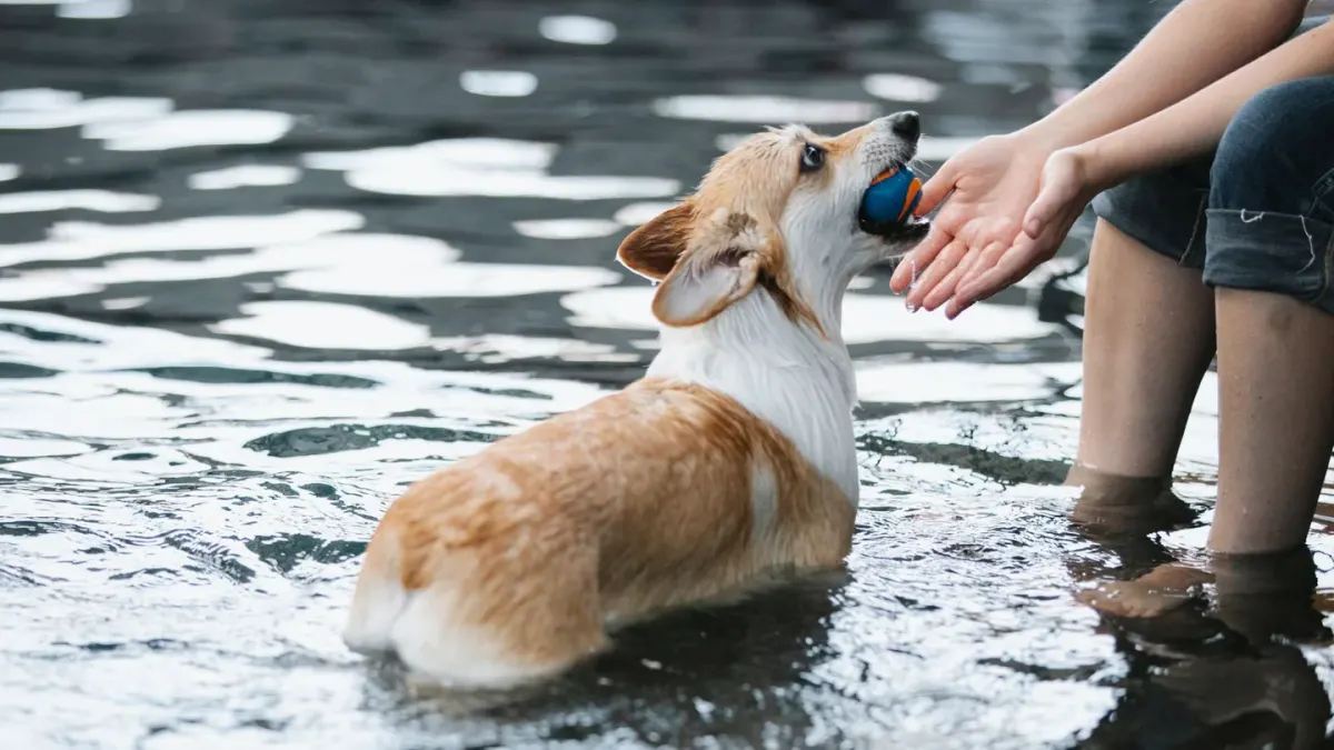 Dog drinking water