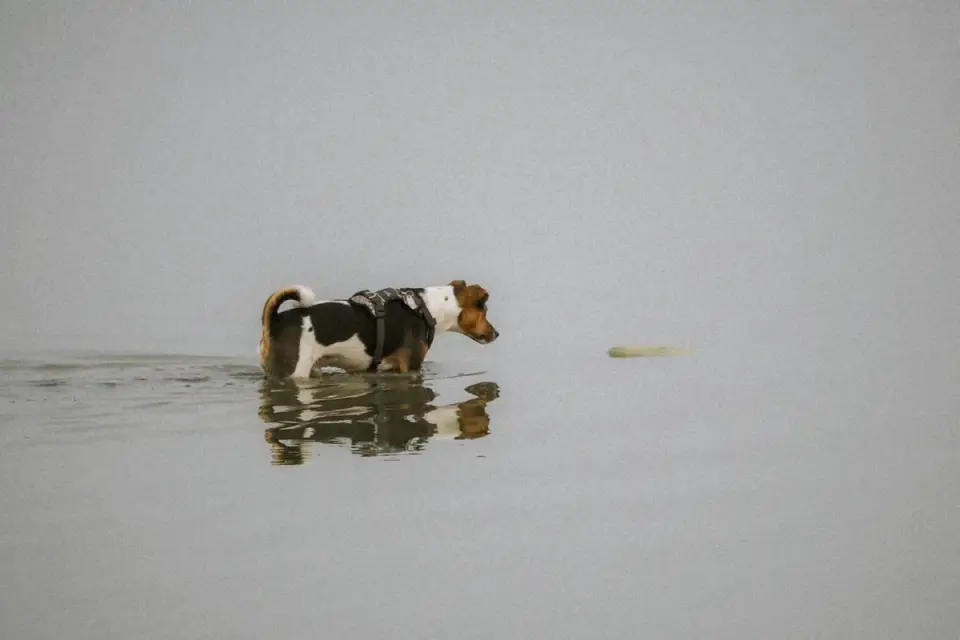 Dog drinking water