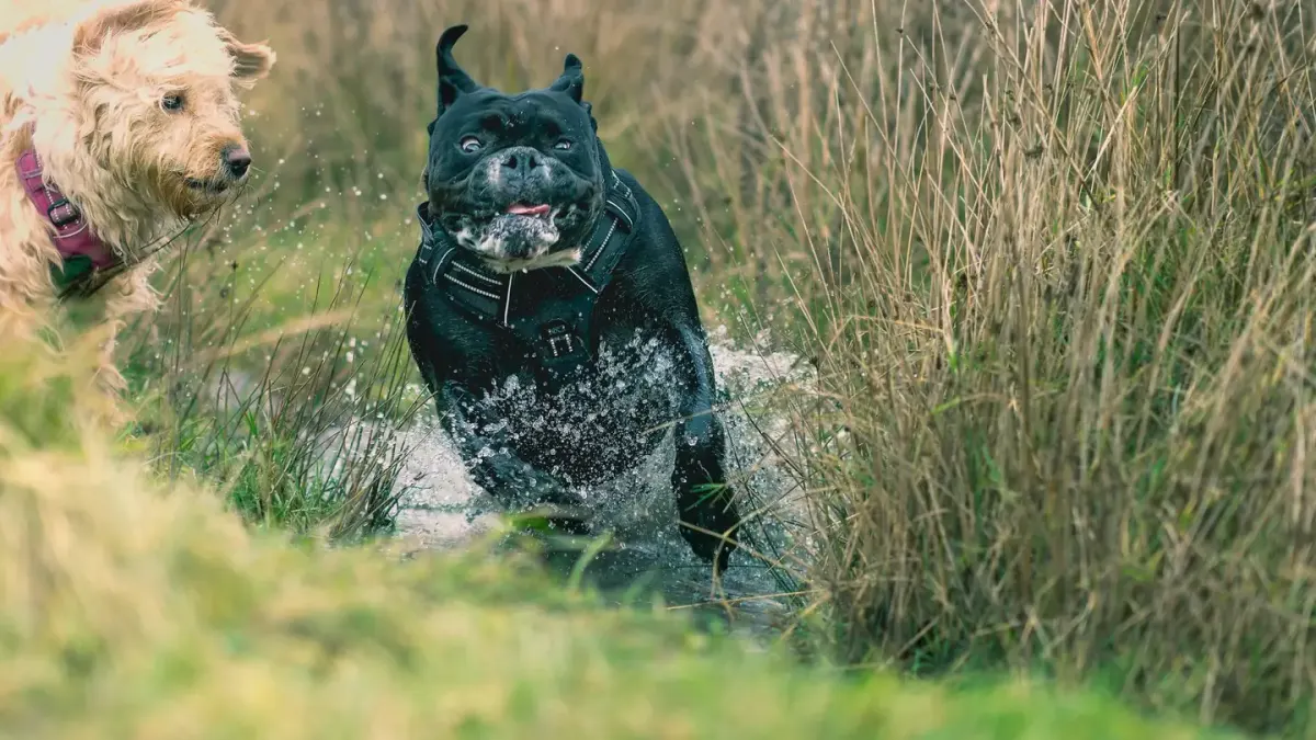 Dog drinking water