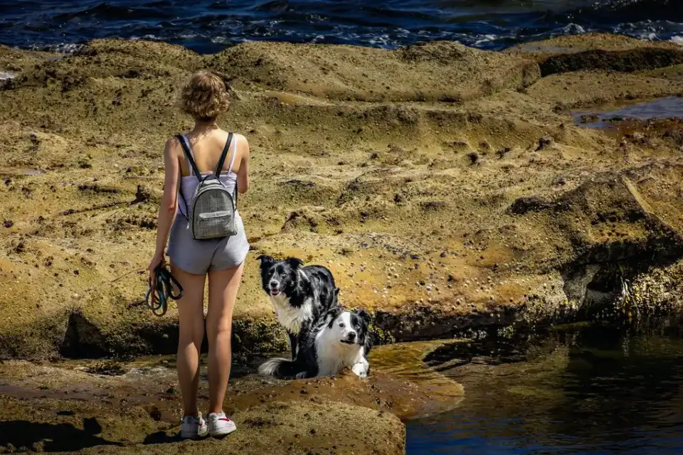 Dog drinking water
