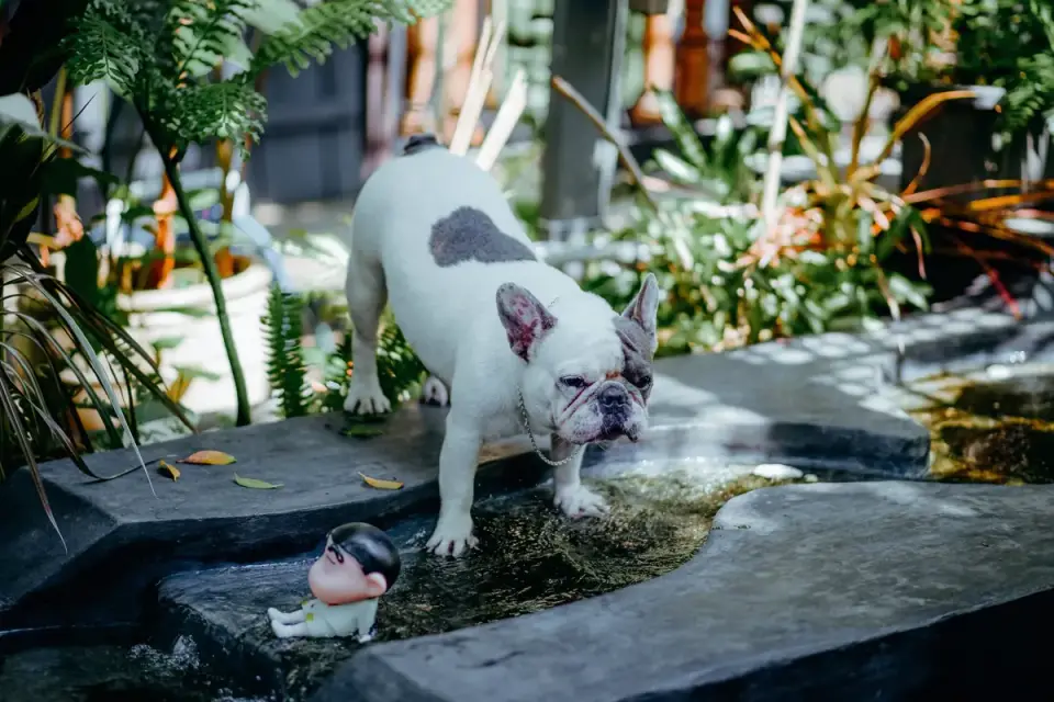 Dog drinking water