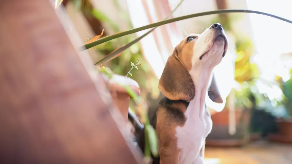 Dog eating from a bowl at home