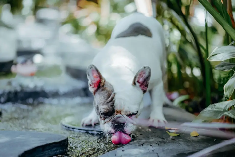 Dog eating from a bowl at home