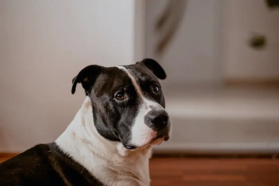 Dog eating from a bowl at home