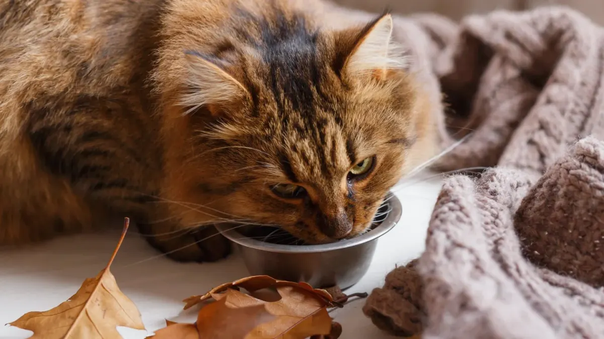 Dog eating from a bowl at home