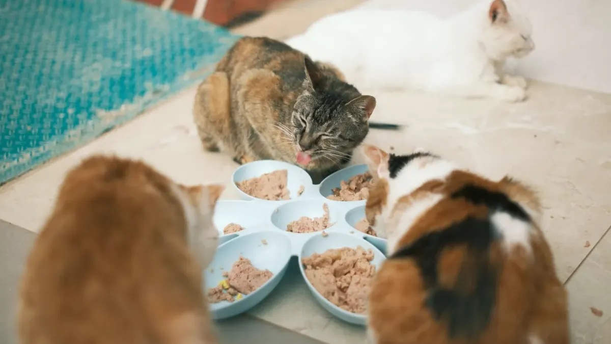Dog eating from a bowl at home