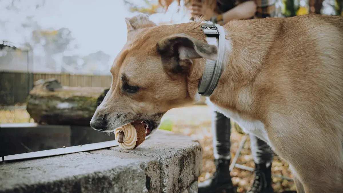 Dog eating from a bowl at home