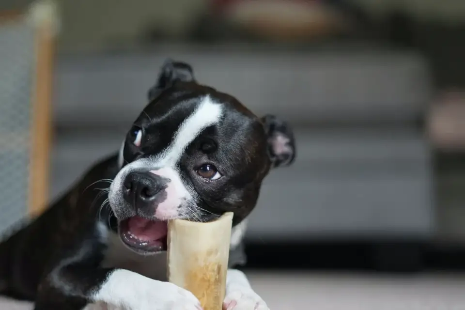 Dog eating from a bowl at home