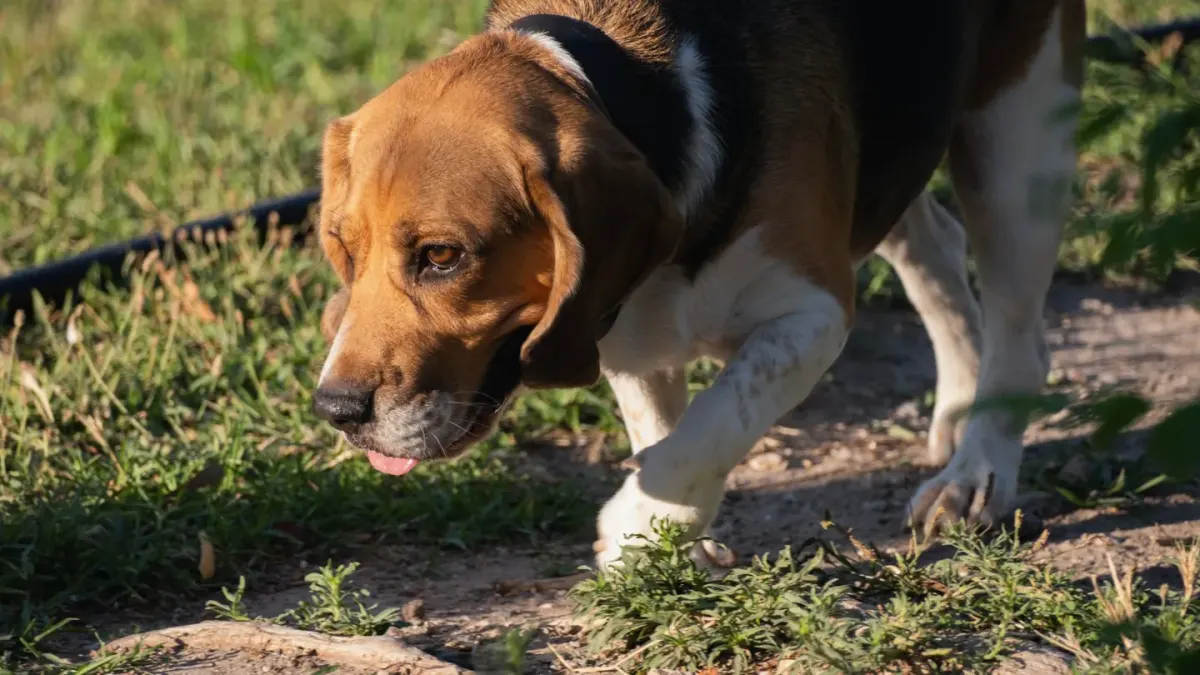 Dog eating outdoors
