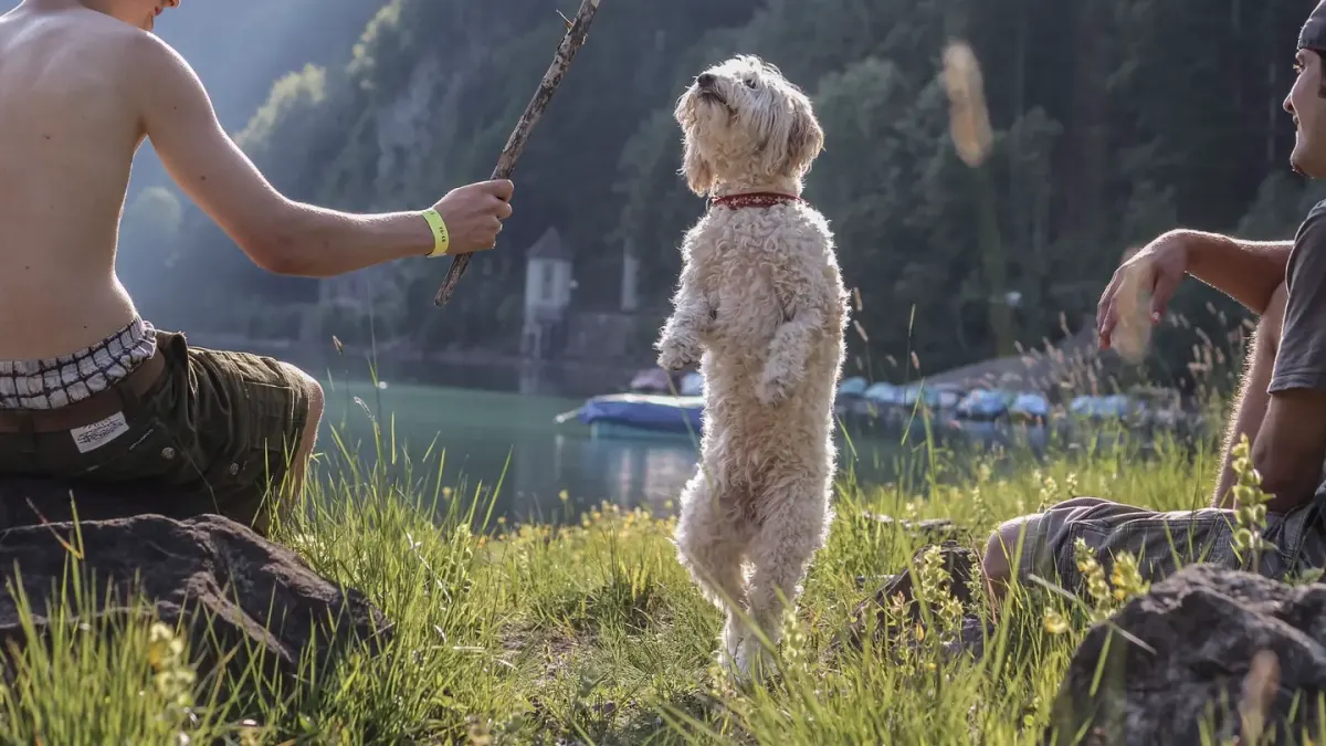 Dog eating outdoors