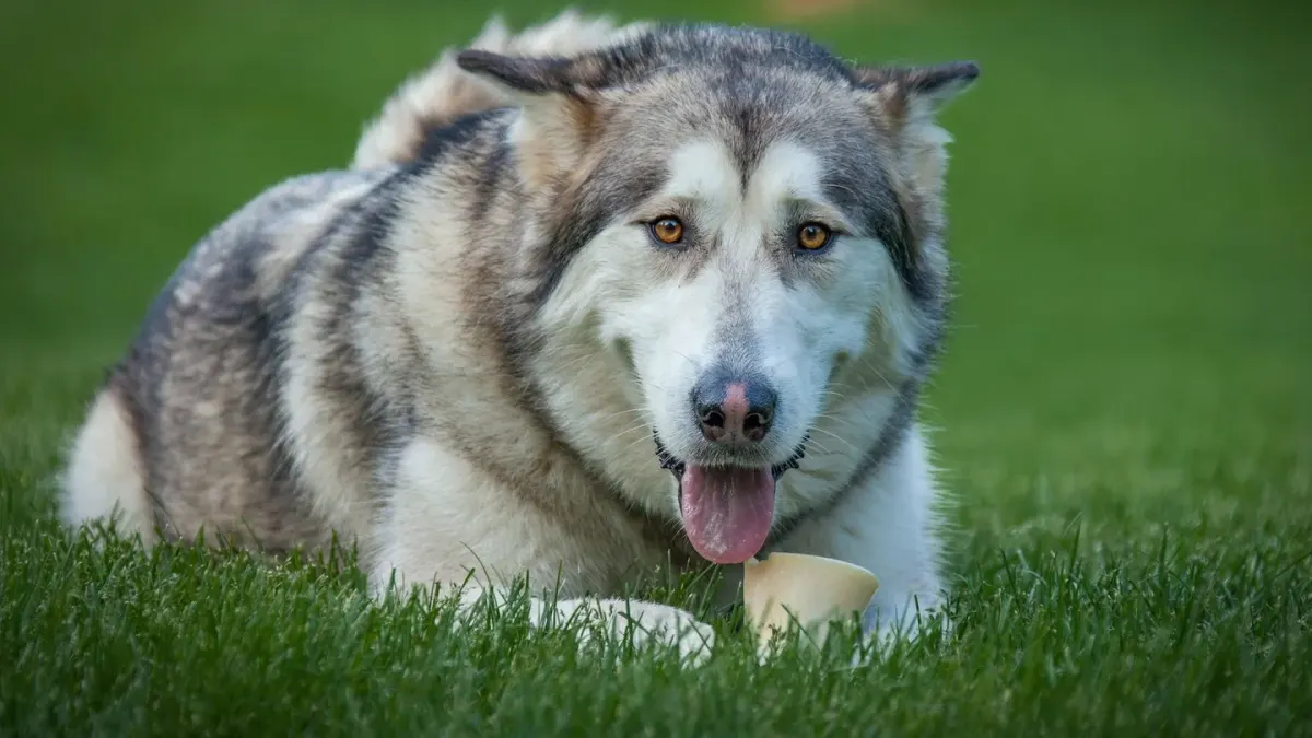 Dog eating outdoors