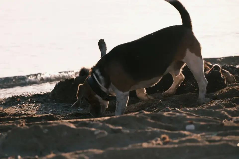 Dog eating outdoors