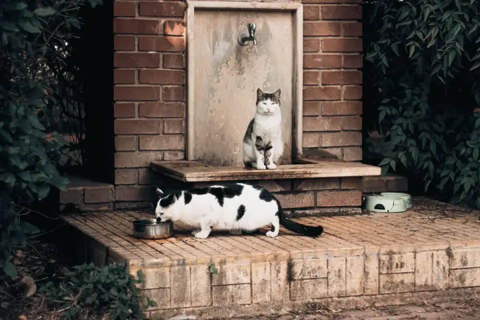 Dog eating outdoors