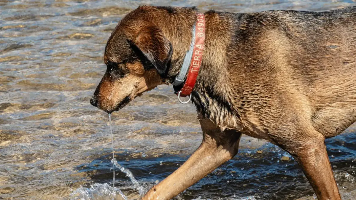 Dog eating outdoors