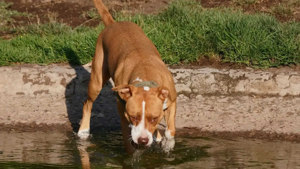 Dog eating outdoors