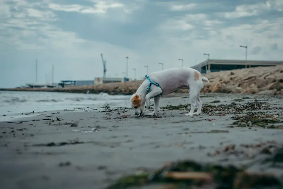 Dog eating outdoors