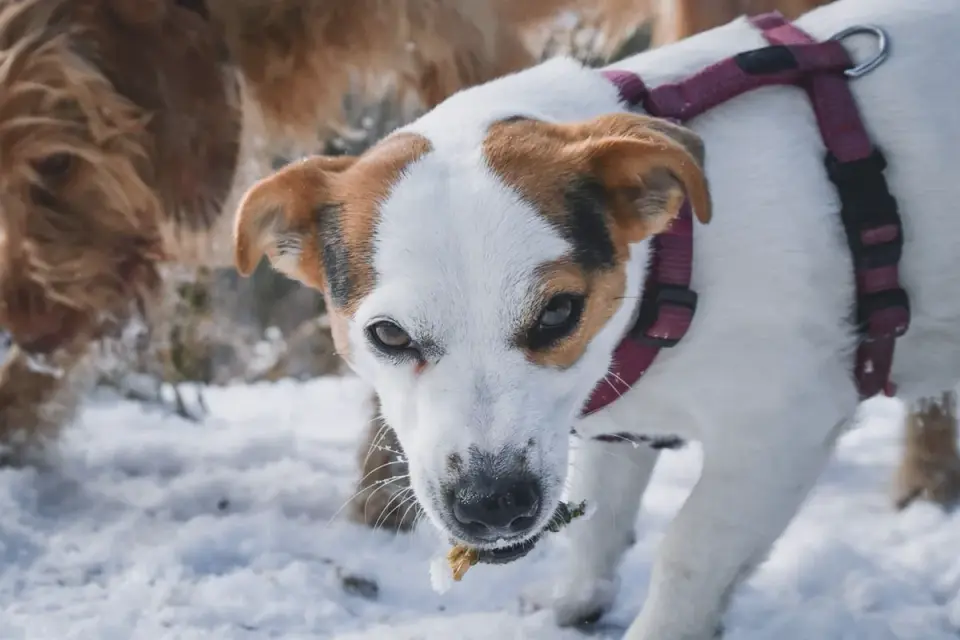 Dog eating outdoors