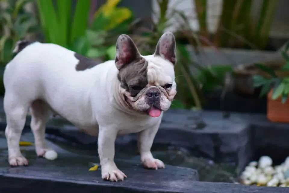 Dog eating outdoors