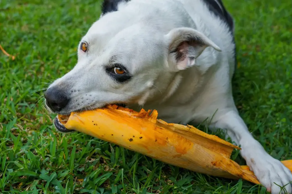 Dog eating outdoors
