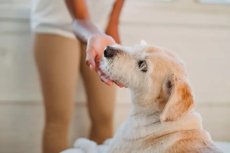 Dog in a kitchen with an owner