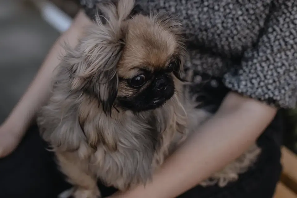 Dog in a kitchen with an owner