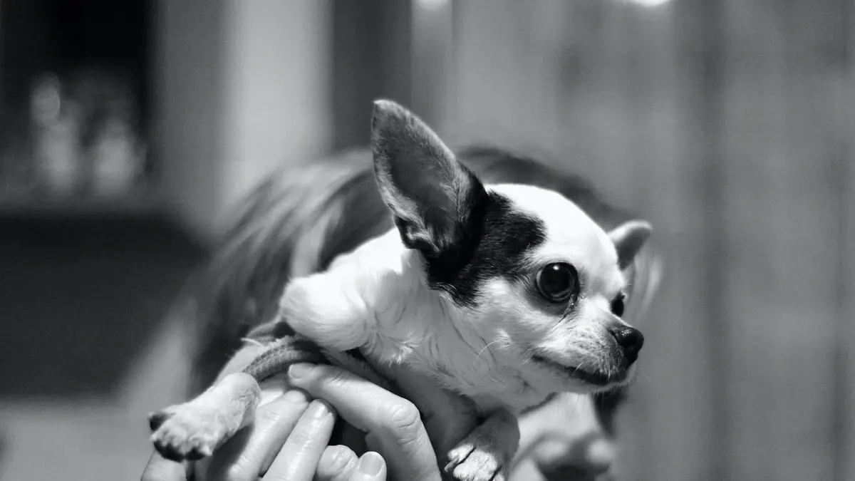 Dog in a kitchen with an owner