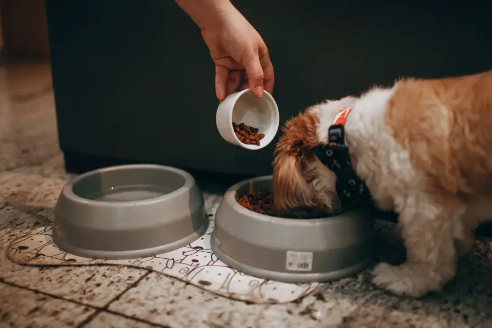 Dog in a kitchen with an owner