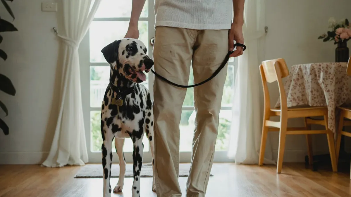 Dog in a kitchen with an owner