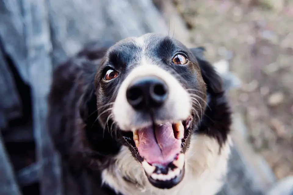 Dog looking at an owner