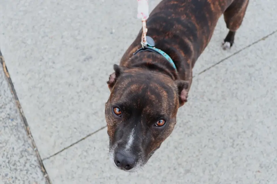Dog looking at an owner
