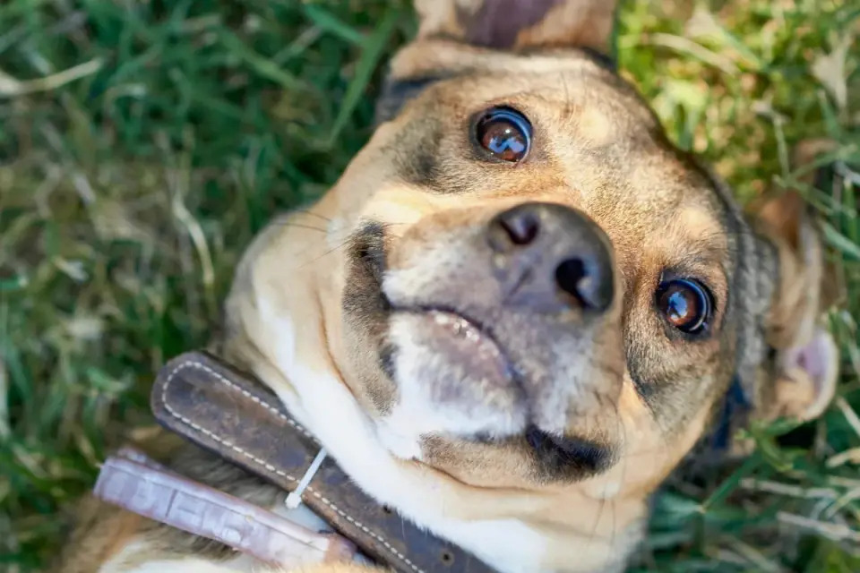 Dog looking at an owner