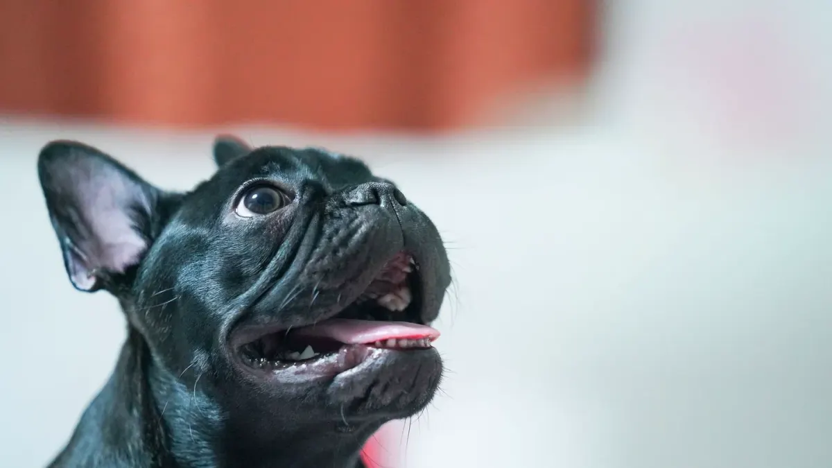 Dog looking at an owner