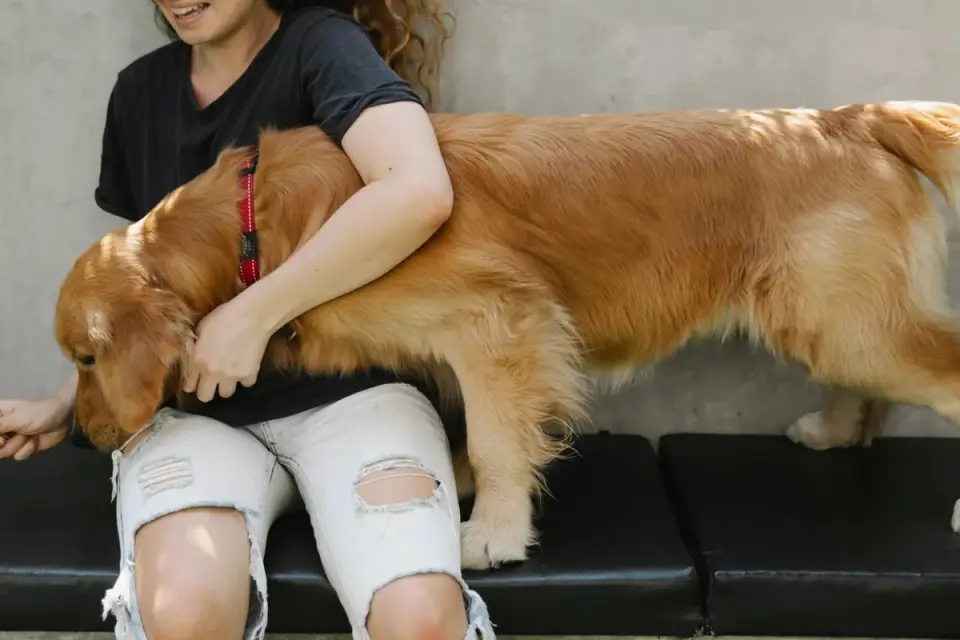 Dog looking at an owner