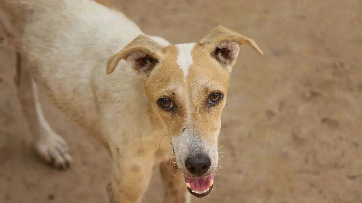Dog looking at an owner