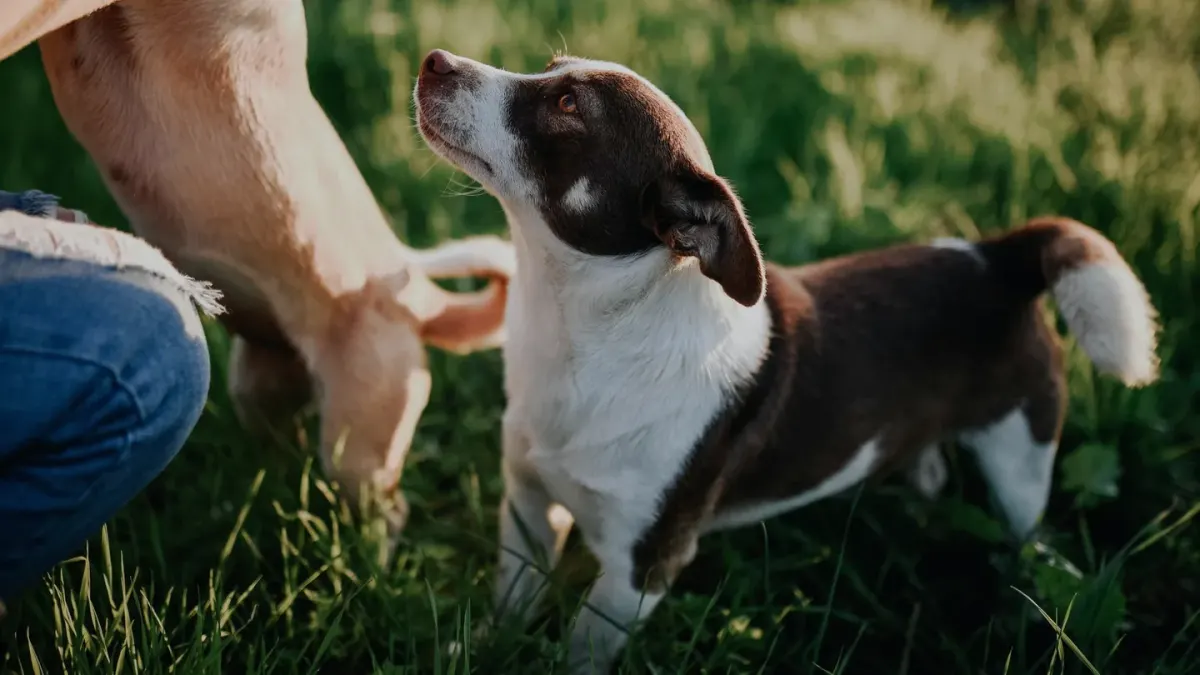 Dog looking at an owner