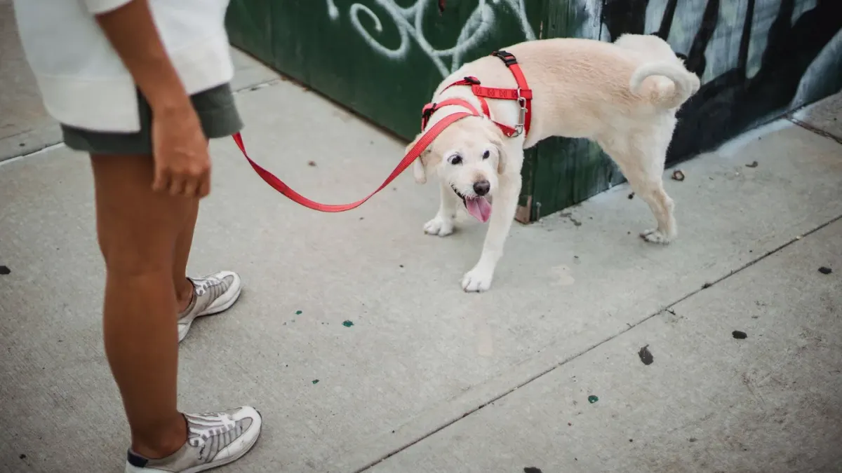 Dog on a ramp