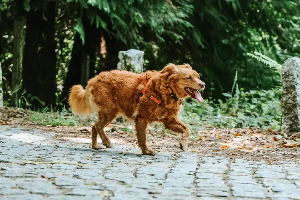 Dog on a ramp