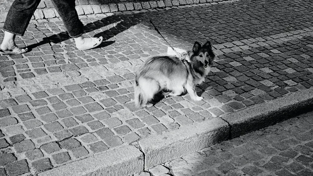 Dog on a ramp