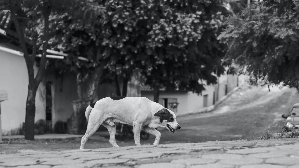 Dog on a ramp